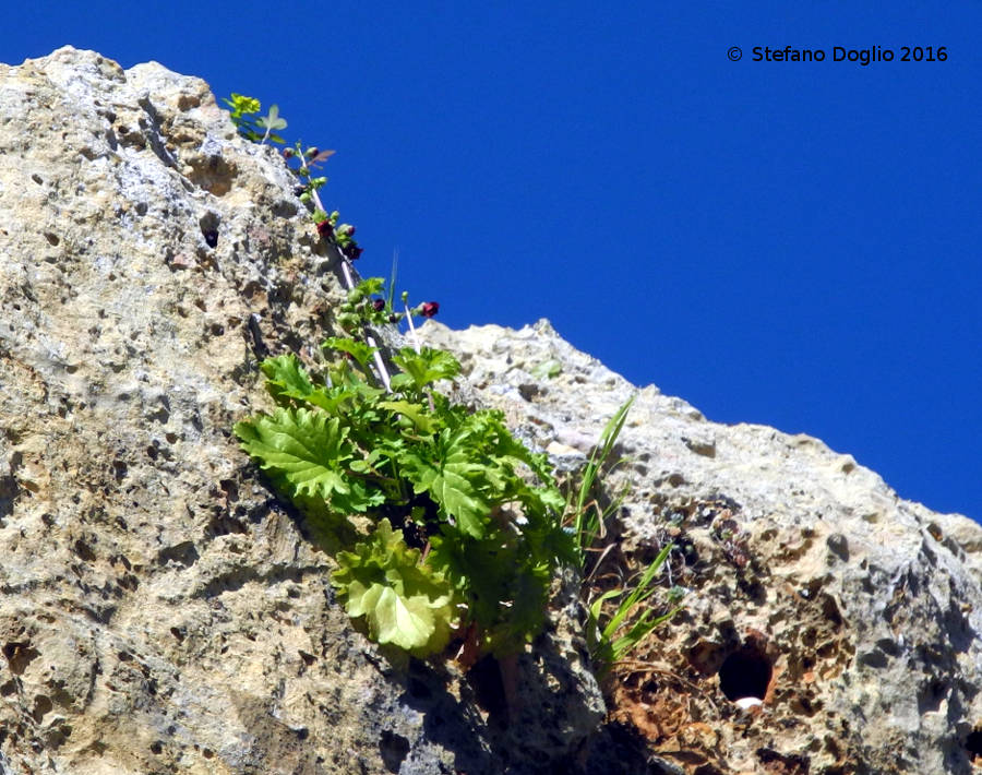 Scrophularia tunisina da identificare